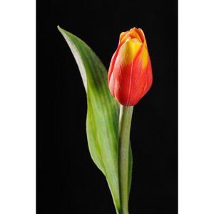 Tulipán kus 40cm červený F244-R1 - Umelé kvety