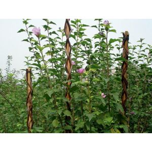 Strend Pro - Tyč Garden Willow 190 cm, prútená, oporná k rastlinám